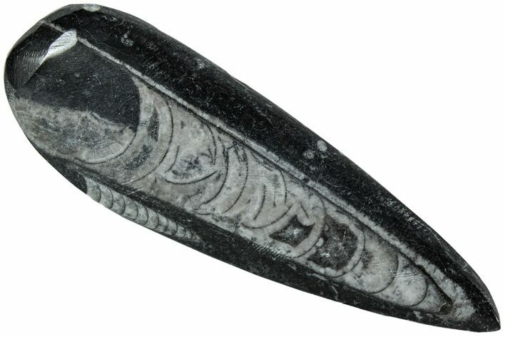 Polished Fossil Orthoceras (Cephalopod) - Morocco #216154